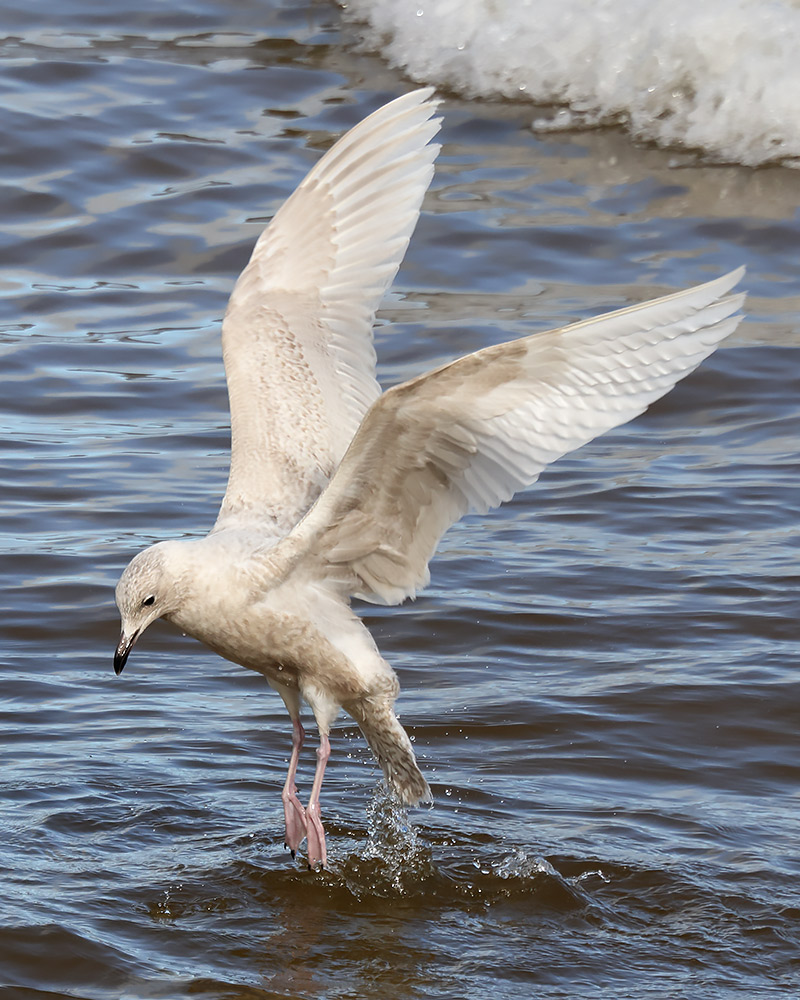 Kumlien's gull